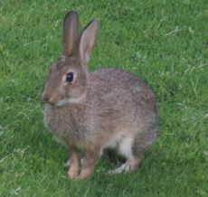 Wild-Kaninchen 080.jpg